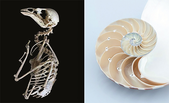 skull & shell