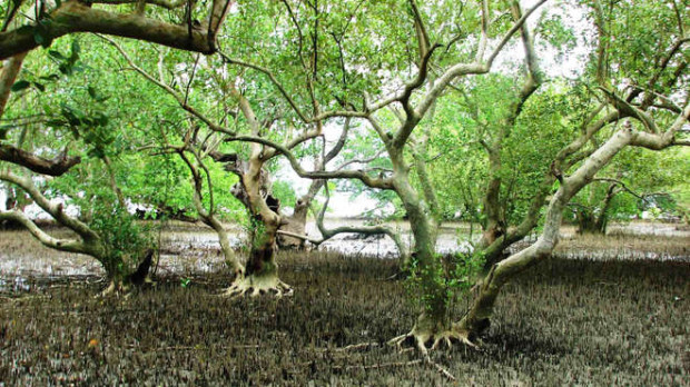 blog-2_mangrove-forest-at-low-tide-barangay-pedada-ajuy-iloilo-philippines-zsl-philippines-c